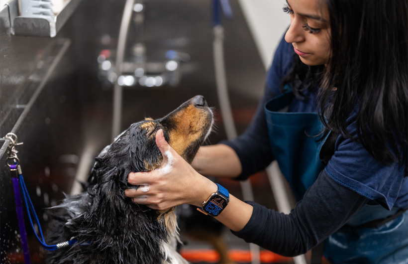 Teams für Hundebetreuung und Fellpflege können mit der Apple Watch wichtige Mitteilungen erhalten und Anrufe annehmen.